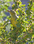 Western Tanager 1911